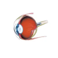 Retina LMS APK Download for android