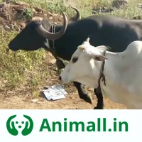 गाय भैंस खरीदें बेचें Animall APK Download for android